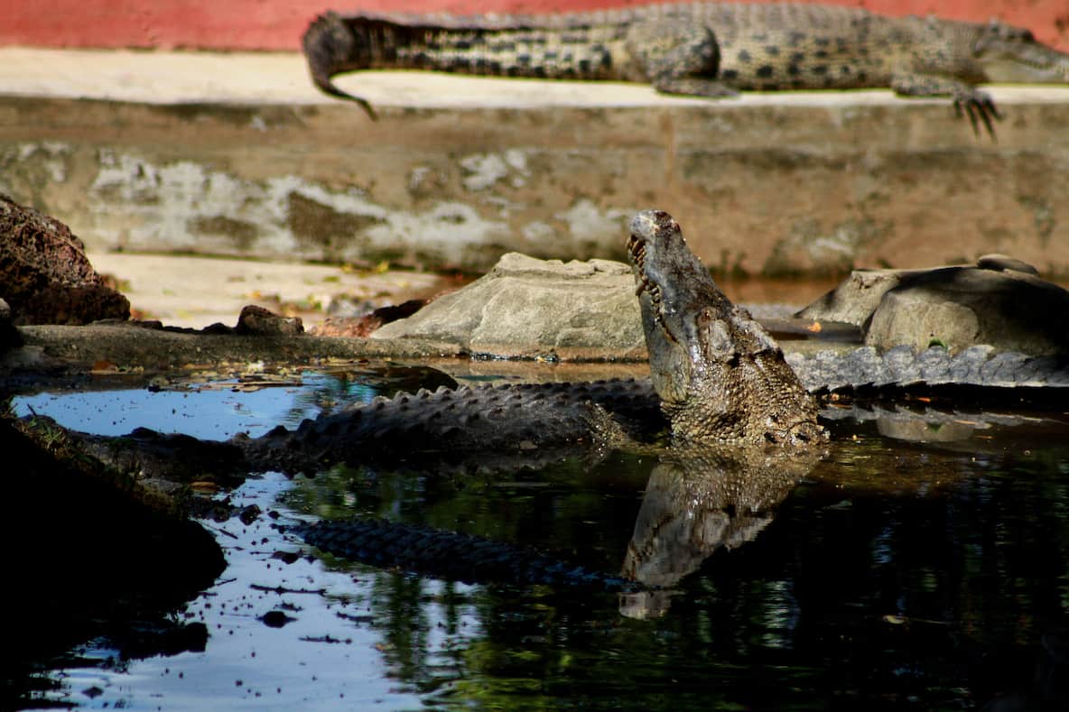 tempat menarik di Ayer Keroh Melaka Crocodile Farm